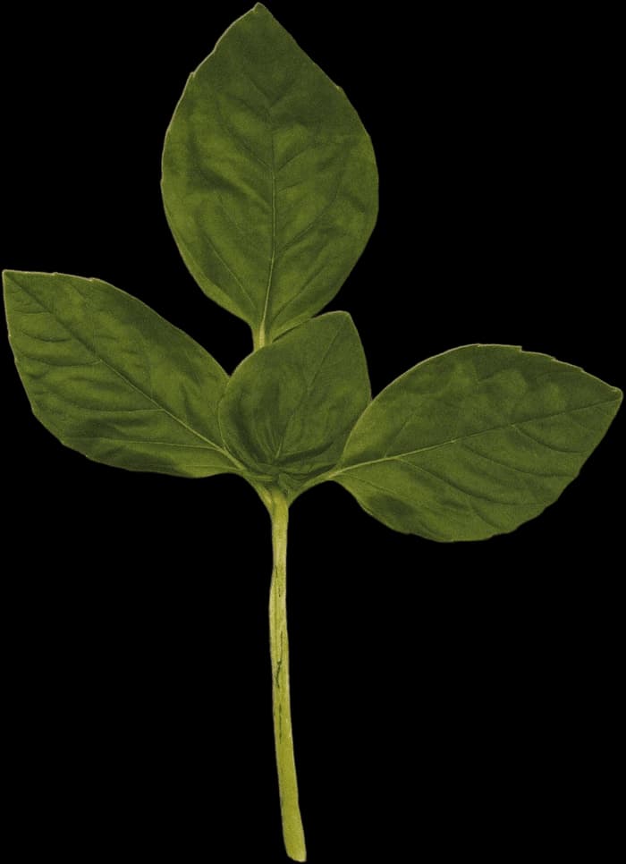 A fresh basil sprig with textured green leaves